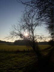 Sol atr&aacute;s dos galhos