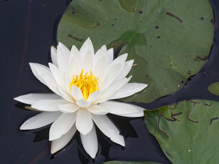 White water lily in bloom © Richard