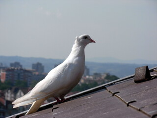 White pigeon