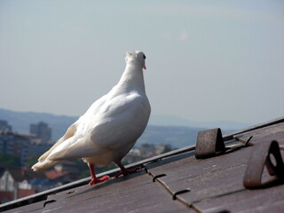 White pigeon