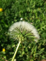 Dente-de-le&atilde;o em crescimento 