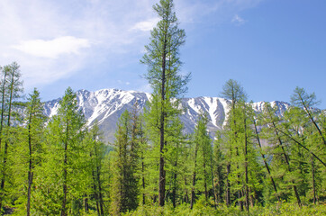 The mountain with snow top among a taiga Mountain Altai Siberia
