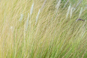Green grass with white flower background