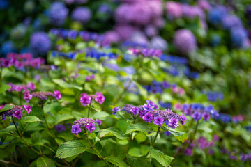 あじさい Ajisai 下田公園 静岡 日本