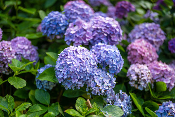 あじさい Ajisai 下田公園 静岡 日本