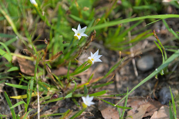 セッカニワゼキショウの小さな白い花