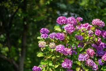 あじさい Ajisai 下田公園 静岡 日本