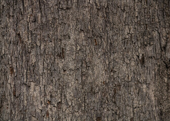 Madera de cedro fondo textura para anuncios