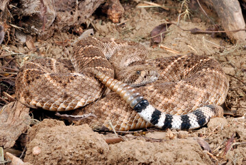 Western Diamondback Rattlesnake (Crotalus atrox)