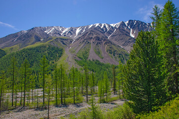 Fototapeta na wymiar The mountain with snow top among a taiga Mountain Altai Siberia 