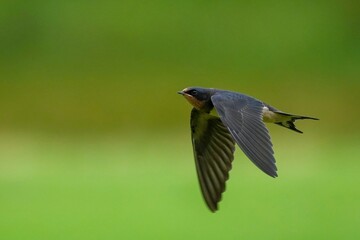 グリーンバックに高速で飛ぶツバメ幼鳥の飛翔シーン