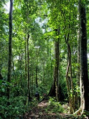 sabah rainforest