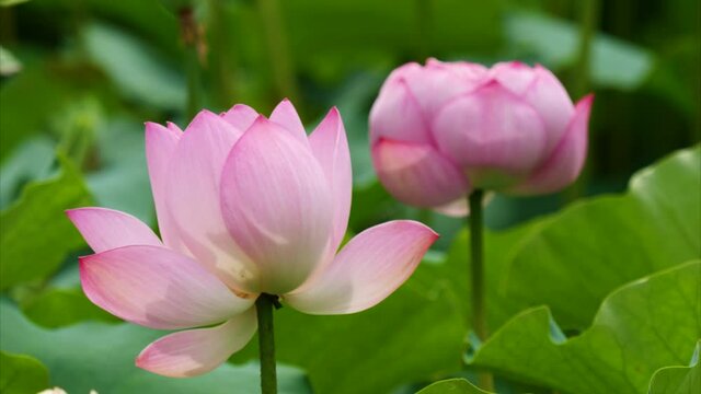 Beautiful lotus sway in wind, pink flower with green leaves and bud background, close up view, 4k footage, b roll shot.