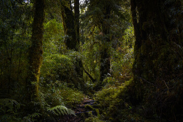 tree in the woods