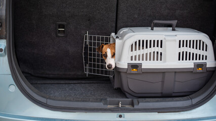 Jack russell terrier dog sits in a travel box in the trunk of a car. Traveling with a pet