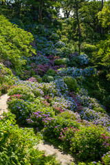 あじさい Ajisai 下田公園 静岡 日本