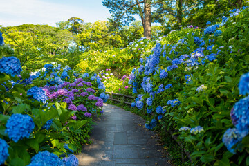あじさい Ajisai 静岡下田公園