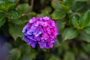 あじさい Ajisai 静岡下田公園
