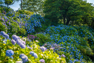 あじさい Ajisai 静岡下田公園