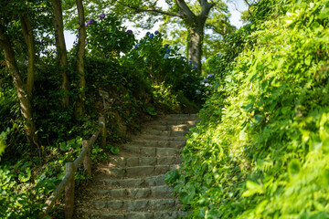 あじさい Ajisai 静岡下田公園