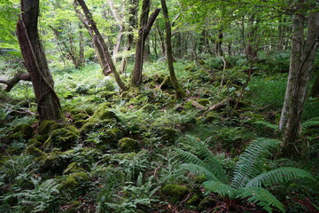 a lively dense forest in springtime