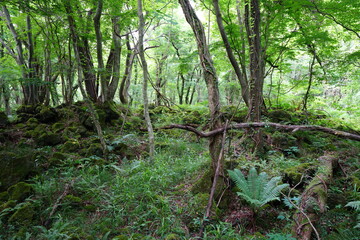 a lively dense forest in springtime