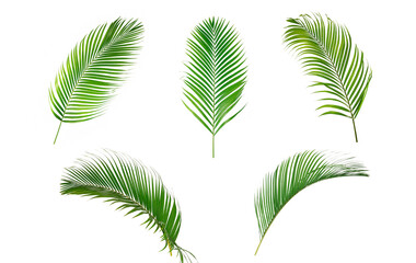  Set of palm green leaves isolated on white background.