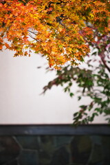 白壁に映えるモミジ