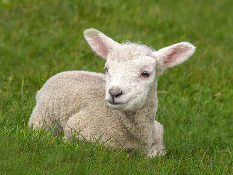 Close up of a young spring lamb sitting in  the grass 