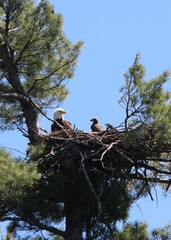 birds in nest