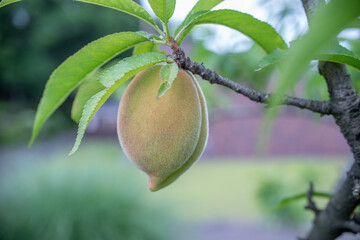 収穫前の木になっている桃