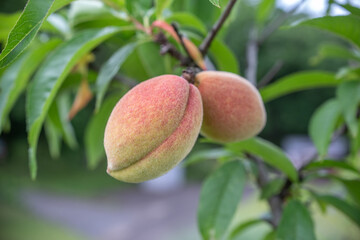 色づいてきた桃