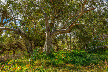 Natural landscape of Western Australia outside Perth 