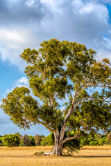 Fototapeta na wymiar Natural landscape of Western Australia outside Perth 