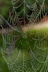 Close-up of a spider web with raindrops on a green background..  Cobweb or cobweb natural rain pattern background close up. Spider web necklace