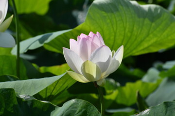 立田村　白い蓮の花