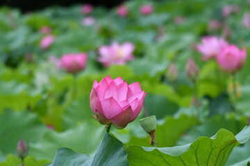 星名池　蓮の花