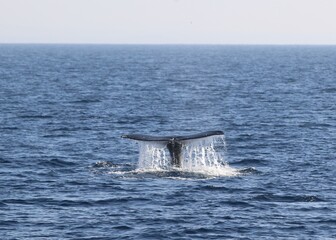 Fototapeta premium whale in the sea