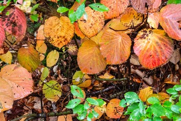 autumn leaves on the ground