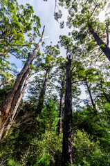 Fototapeta premium Ancient Empires Walk at the Valley of the Giants - Walpole, WA, Australia