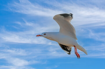 Australian silver gull in Flight  This species is common in Australia. They live throughout the continent,