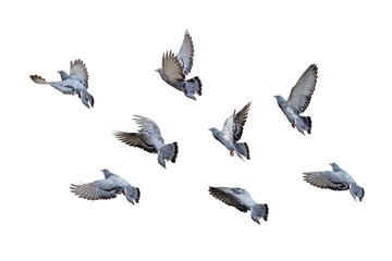 Obraz premium Action Scene of Group of Rock Pigeons Flying in The Air Isolated on White Background with Clipping Path