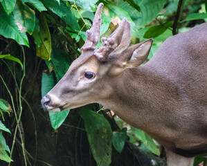 deer in the forest