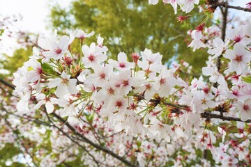 公園に咲く白く可憐な桜の花と空
