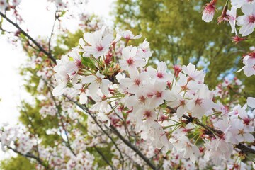 公園に咲く白く可憐な桜の花と空