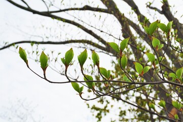 整然と並んだ春の新芽