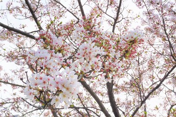 公園に咲く白く可憐な桜の花と空