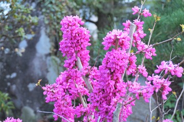 モコモコに咲いた満開の青みピンクの花