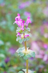 自然に咲いたドレスを纏ったようなピンクの草花