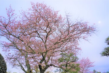 Obraz na płótnie Canvas 豪快な日本の満開の桜